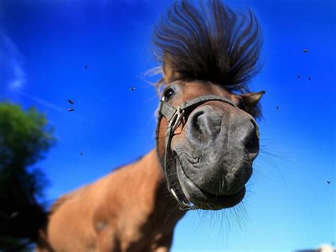 lustige pferde bilder kostenlos